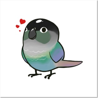 Conure 4 Posters and Art